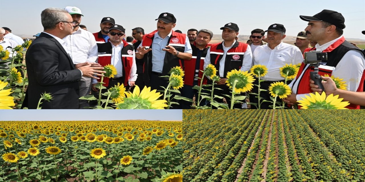 Batman'da çift ürün uygulamasıyla ayçiçeği ekimi artıyor