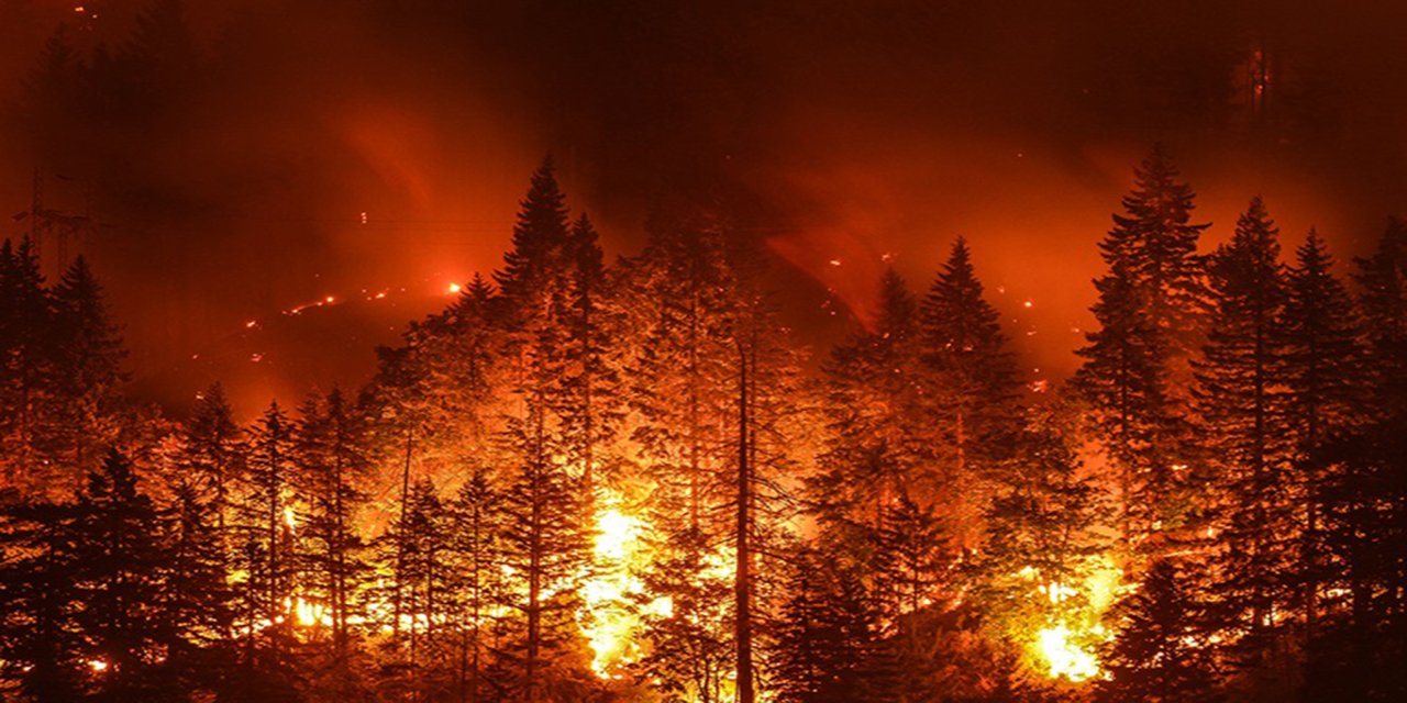 Aydın'da orman yangını