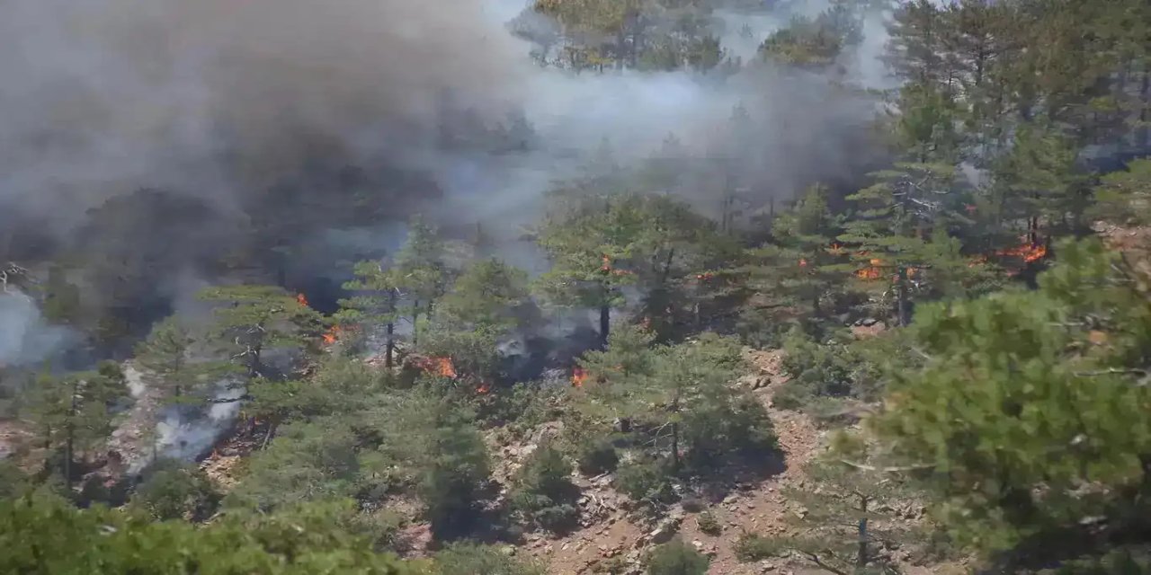 Düzce’de orman yangını