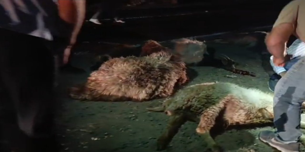 Mardin'de pikap hayvan sürüsüne daldı: 14 hayvan telef oldu