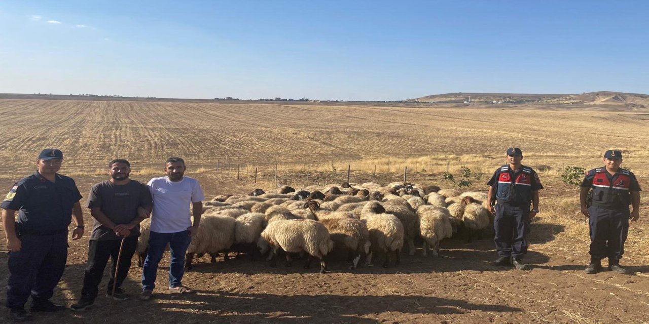 Kayıp küçükbaşlar bulundu