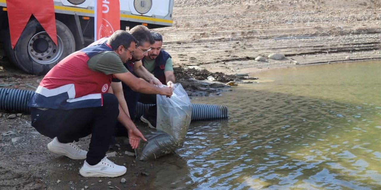 Bingöl’de barajlara 1 milyon 470 bin sazan yavrusu bırakıldı