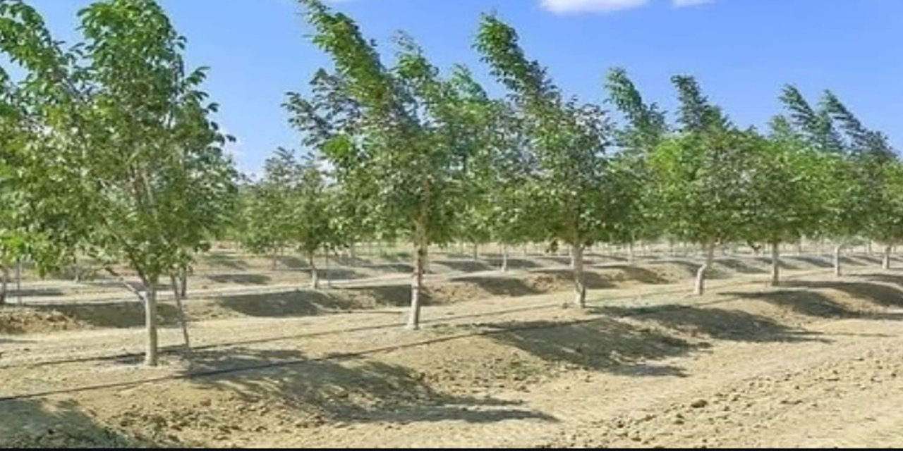 Bingöl Tarım ve Orman Müdürlüğünden ceviz üreticilerine sulama uyarısı