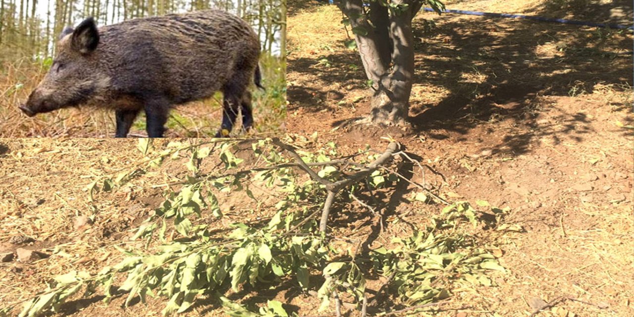 Bingöl’de domuzlar bahçelere dadandı