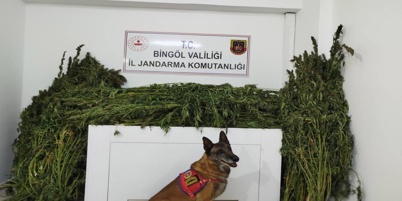 Bingöl’de 91 kilo esrar ele geçirildi