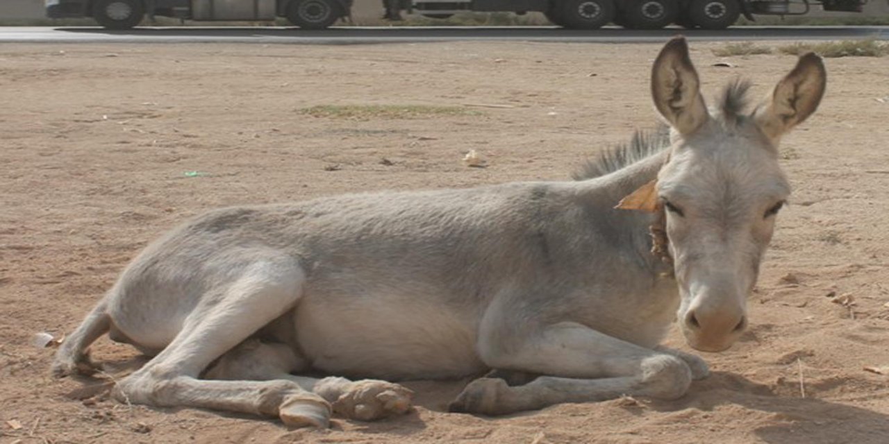 Adana’da eşek sayısı yok olma noktasına geldi
