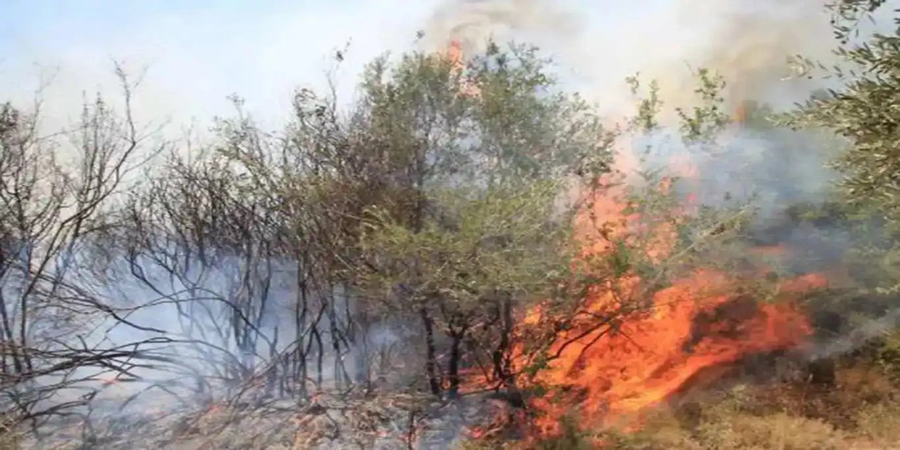 Muğla’da orman yangını: Havadan ve karadan müdahale ediliyor
