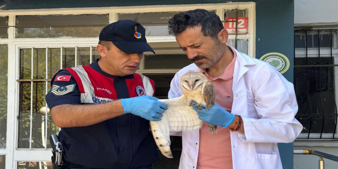 Yaralı peçeli baykuş tedaviye alındı