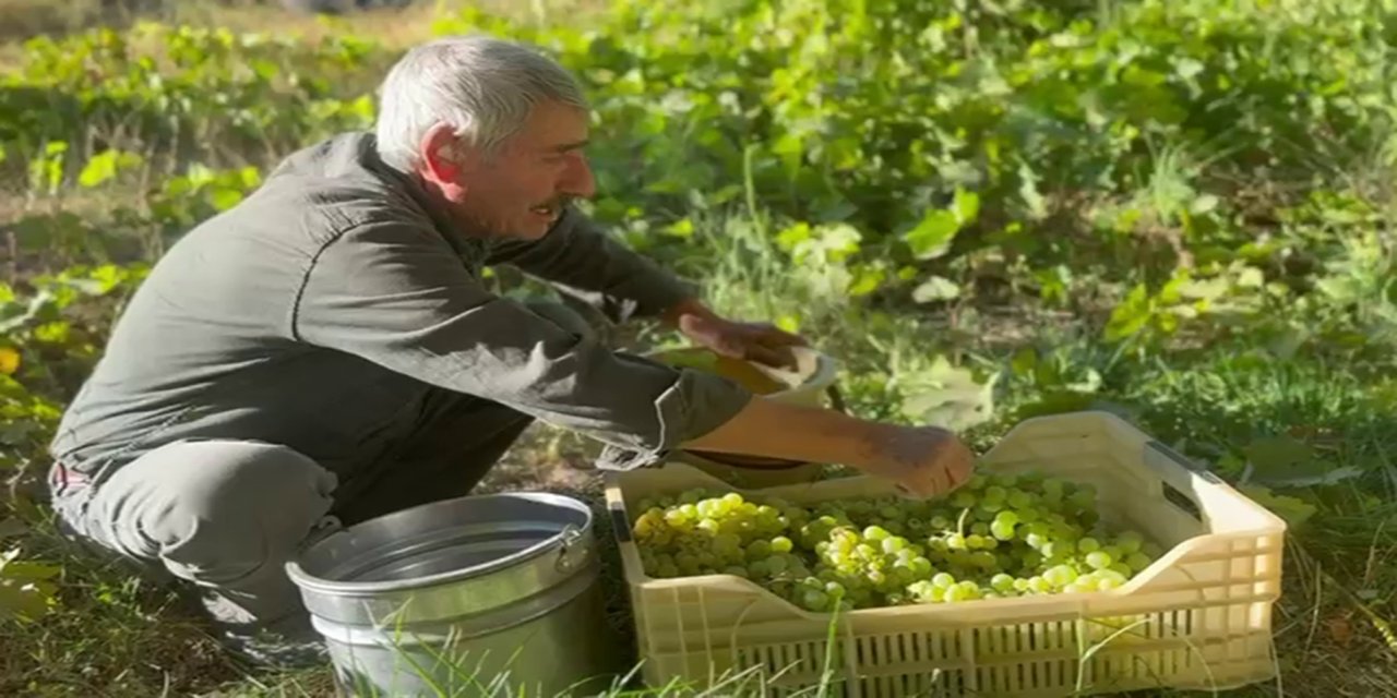 Bölgenin üzüm ihtiyacını karşılayan Darende'de üretim 3 bin dönümlük bağdan 3 dönüme düştü