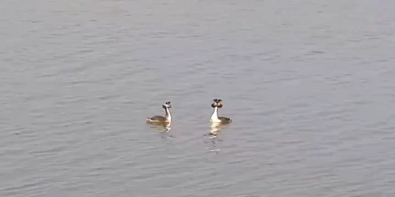 Doğanın zarif kuşu Bahri (Podiceps cristatus) objektiflere yansıdı