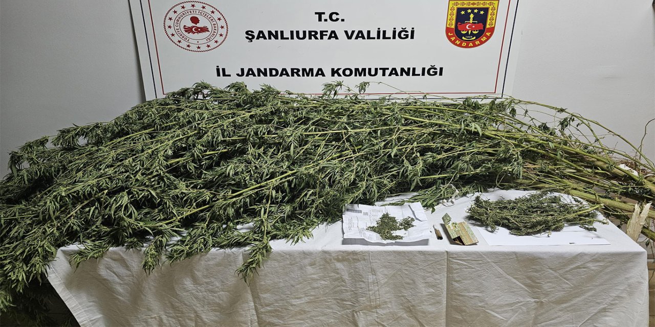 Şanlıurfa’da uyuşturucu operasyonu: Kenevir ve esrar ele geçirildi