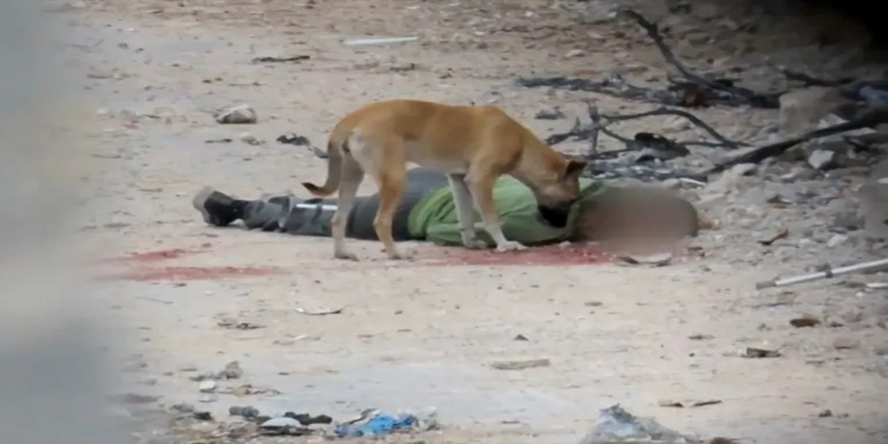 Gazze'de şehitlerin cesetleri sokaklarda köpekler tarafından parçalanıyor