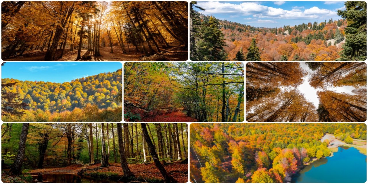 Sonbaharın gelişiyle birlikte ormanlarda kartpostallık manzaralar