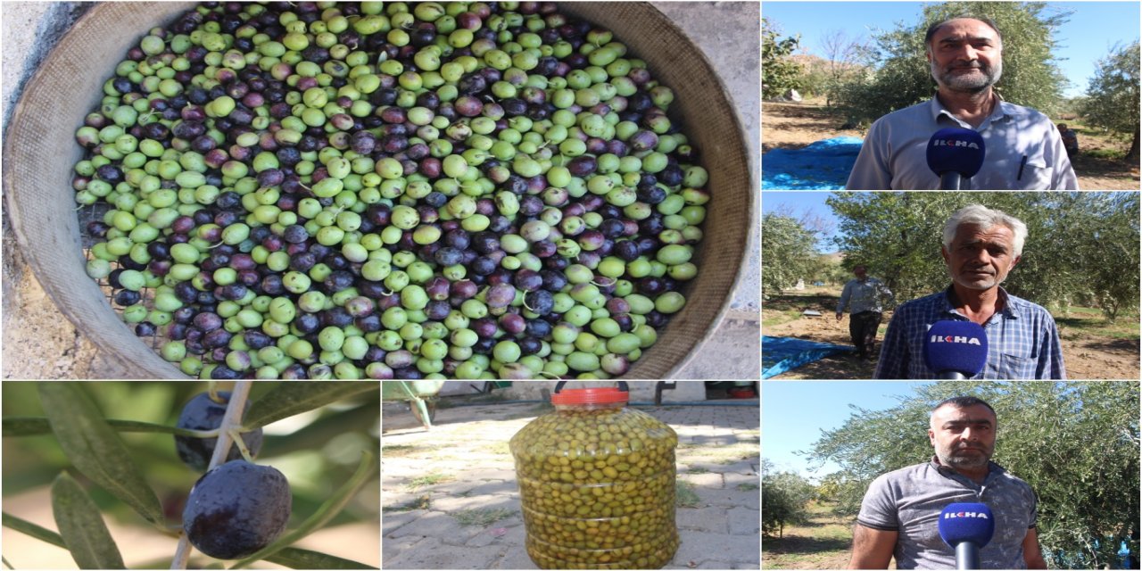 Mardin'de zeytin hasadı başladı: Kuraklık, rekolteyi vurdu