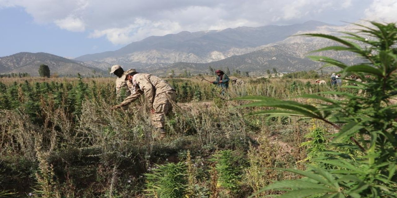 Afgan polisi esrar tarlasını imha etti