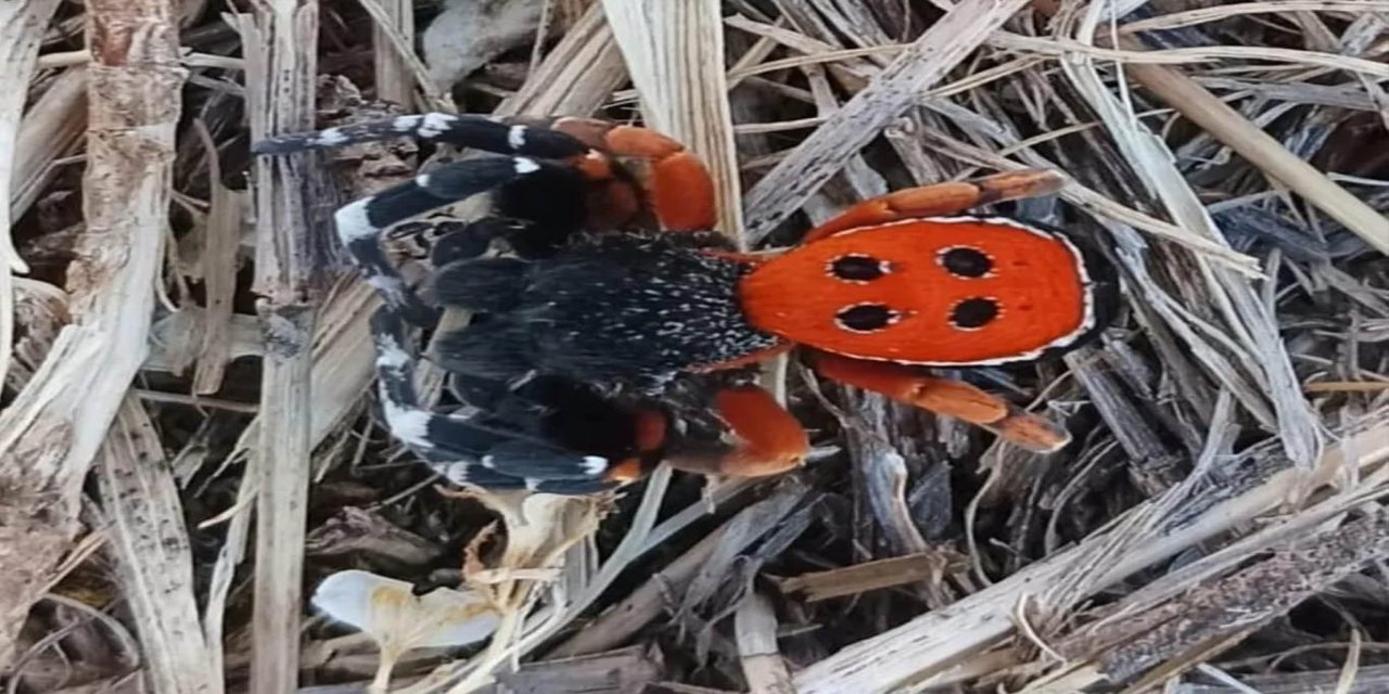 Bingöl’de zehirli "uğur böceği örümceği" görüldü