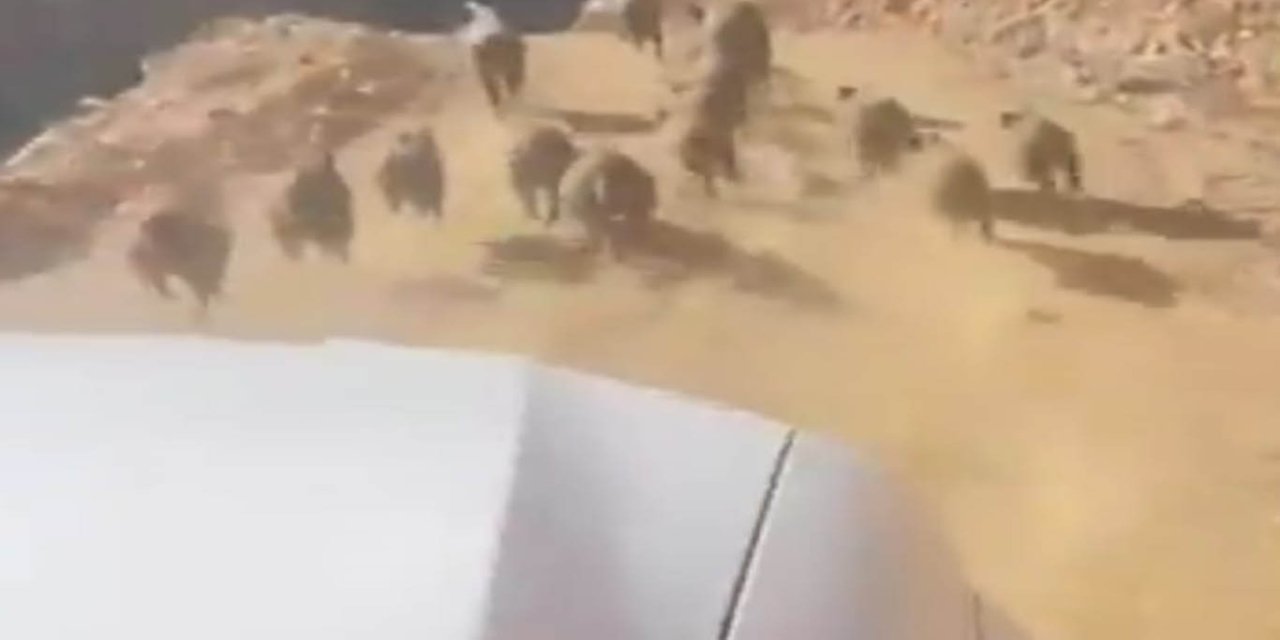 Bingöl’de yaban domuzları köylülerin kâbusu haline geldi