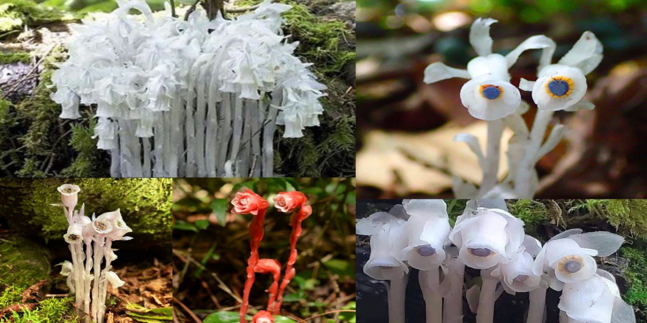 Güneş yok, fotosentez yok: Hayalet Çiçek’lerin sıradışı beslenme yöntemi