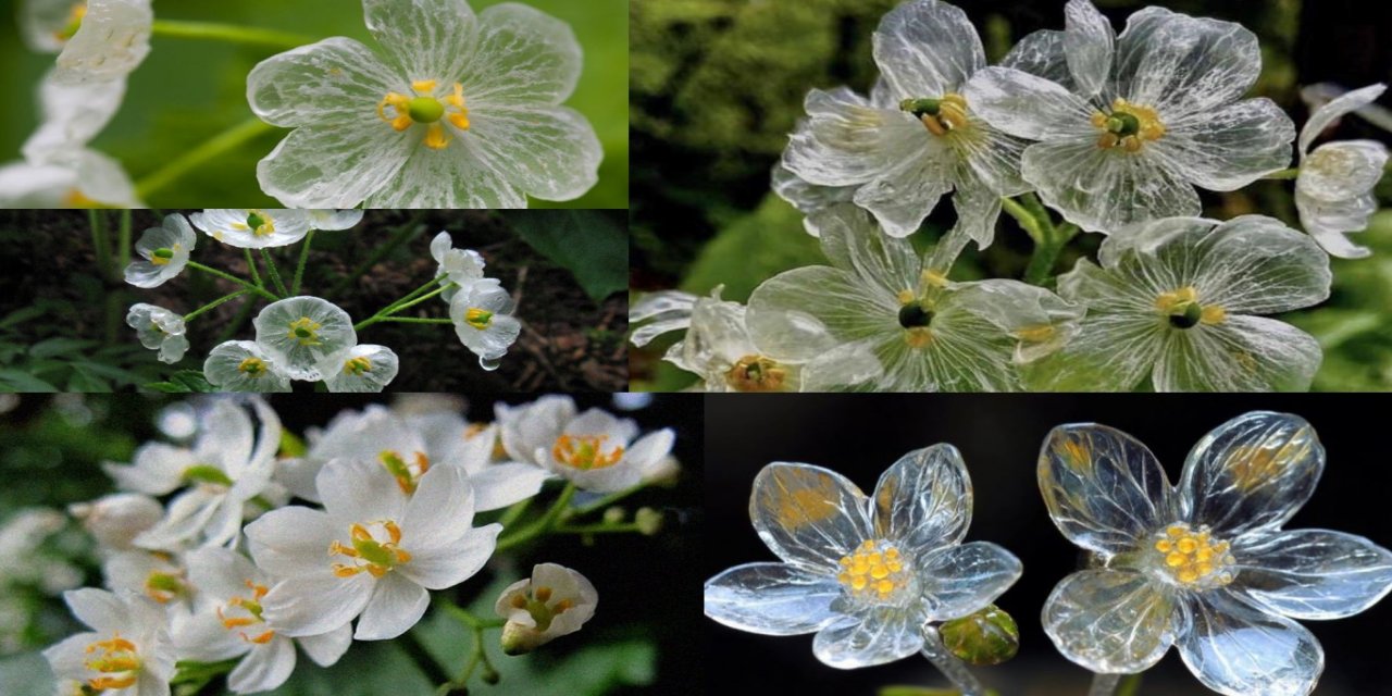 Yağmurla şeffaflaşan çiçek: Japonya’nın gizemli ‘İskelet Çiçeği’