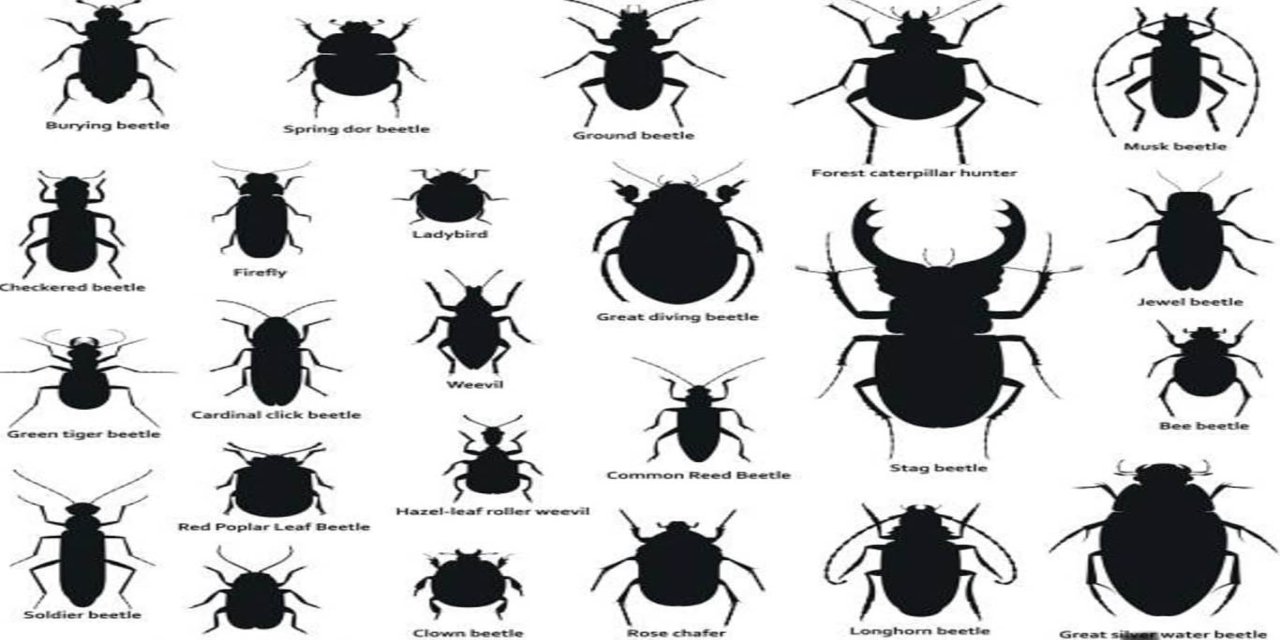Bingöl İl Tarım ve Orman Müdürlüğü’nden "Siyah Böcekler" açıklaması