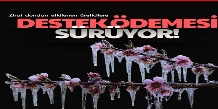 Zirai dondan etkilenen üreticilere destek ödemesi sürüyor