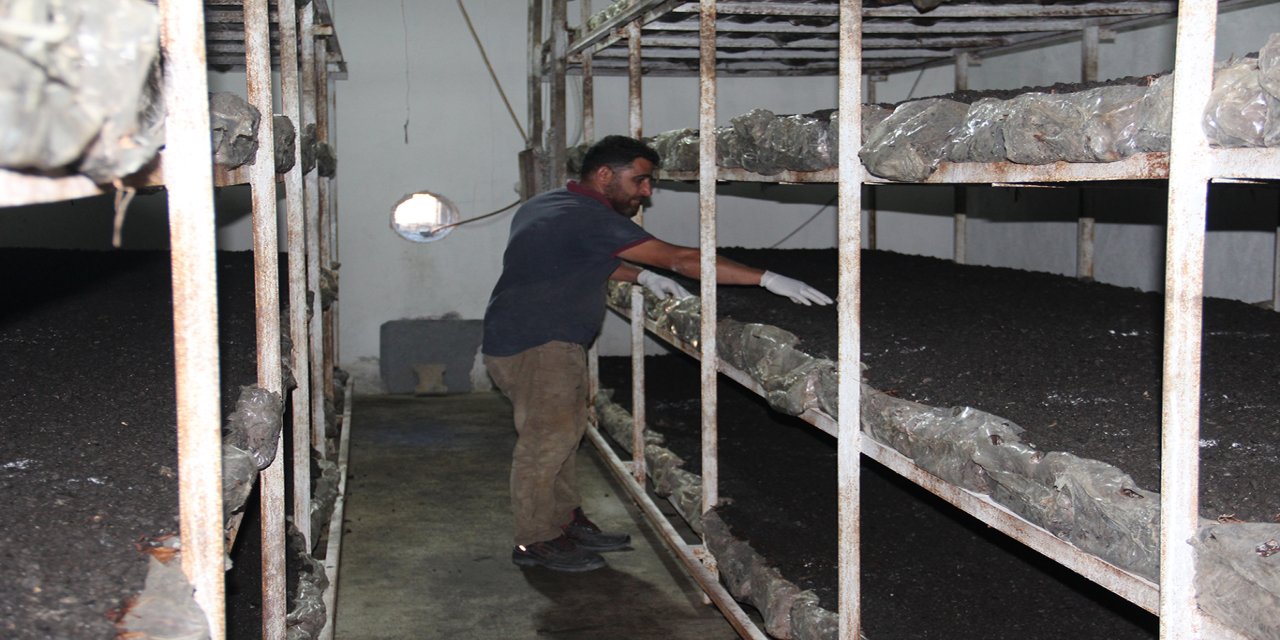 Batman'da eski inşaat işçisi kendi kültür mantarı tesisini kurdu