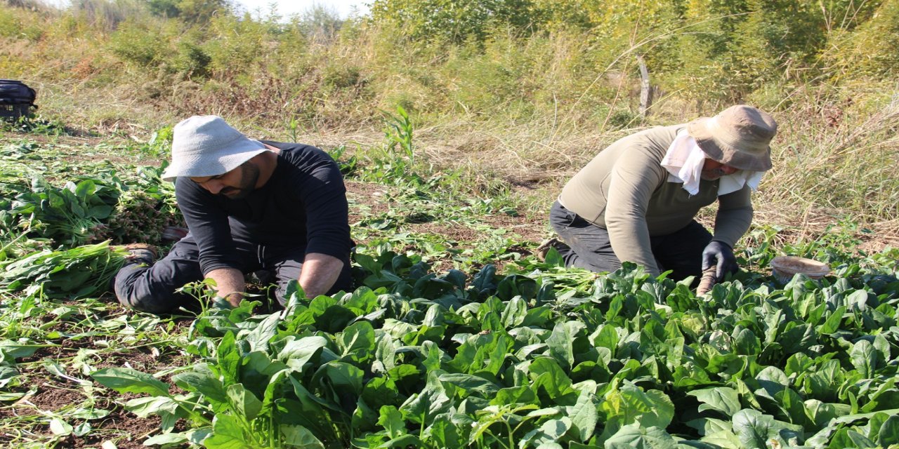 Çiftçilerden destek çağrısı: Üretiyoruz ama emeğimizin karşılığını alamıyoruz