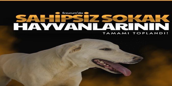 Vali Çiftçi: Erzurum’da başıboş sokak hayvanları tamamen toplandı