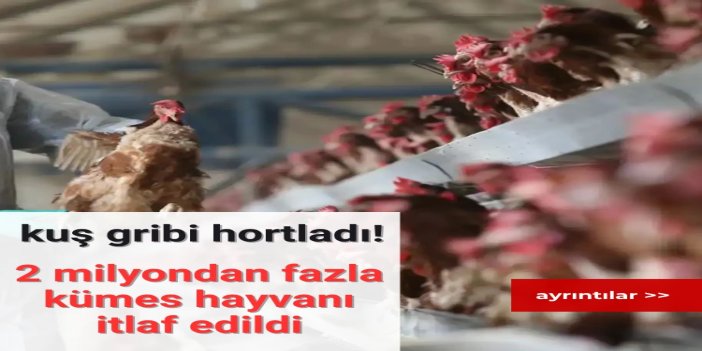 İspanya’da kuş gribi nedeniyle 2 milyondan fazla kümes hayvanı itlaf edildi