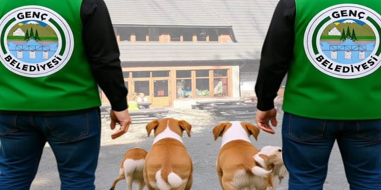 Bingöl'de Genç Belediyesi’nden sahipsiz köpeklere yönelik çalışma