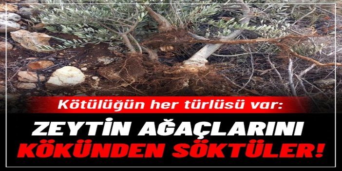 İşgalciler, Filistinlilere ait 135 zeytin ağacını kökünden söktü