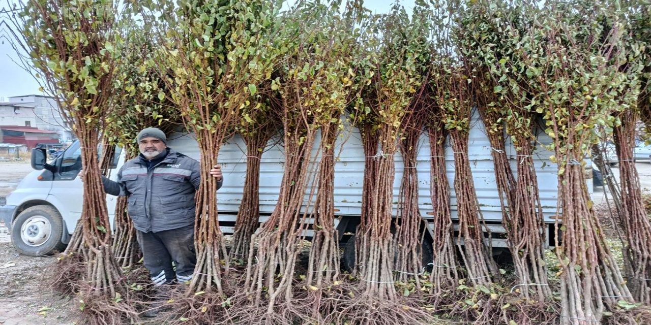 Kayısı fidanı satıcıları: Talep artarak büyüyor