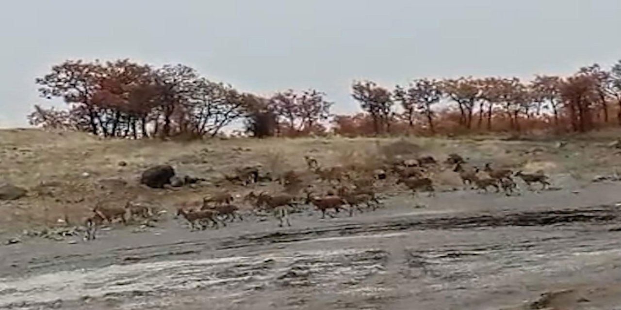 Tunceli kırsalında kalabalık dağ keçisi sürüsü görüntülendi