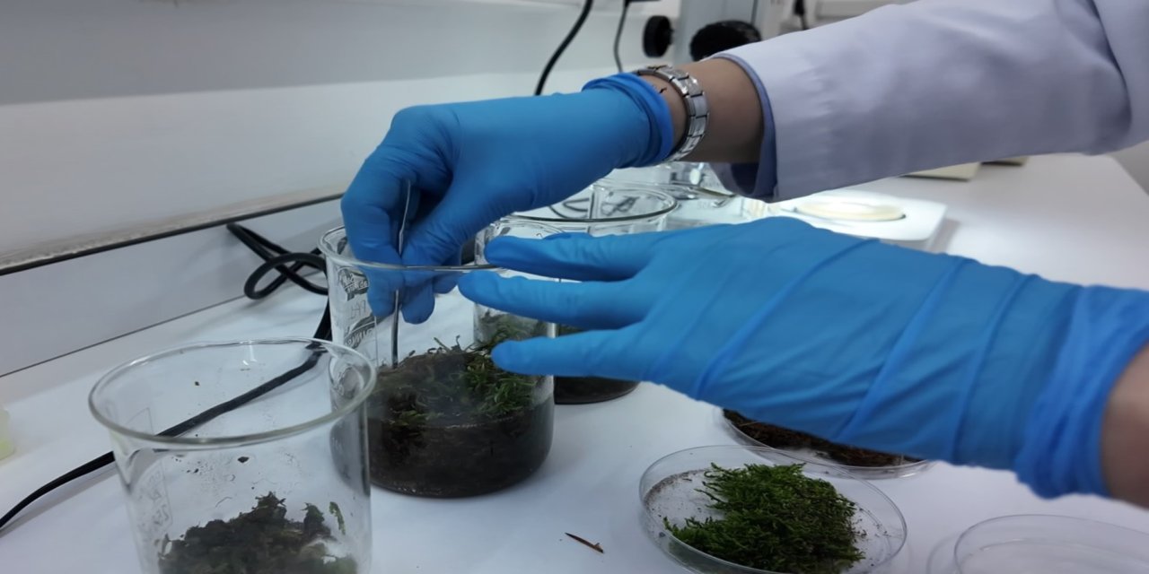 Tardigratlar insanlığın geleceğine ilham kaynağı oluyor