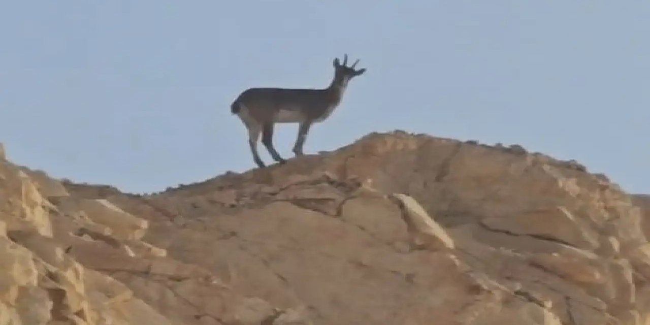 Siirt–Şırnak sınır hattında yaban hayatının zenginliği bir kez daha gözler önüne serildi