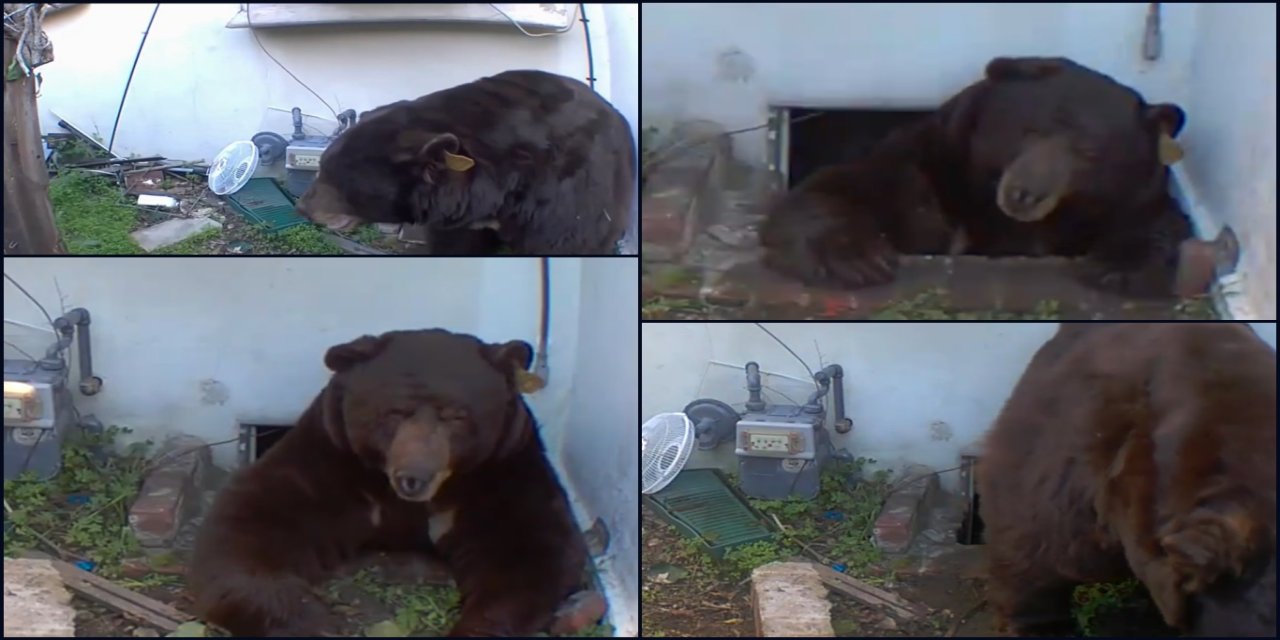 Ev sahibi haftalardır evinin altında yaşayan siyah ayıyla mücadele ediyor