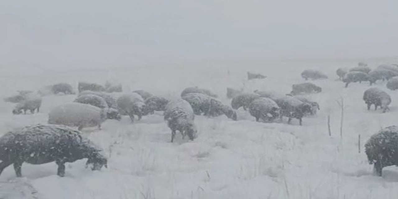 Çoban koyunları ile tipiye yakalandı