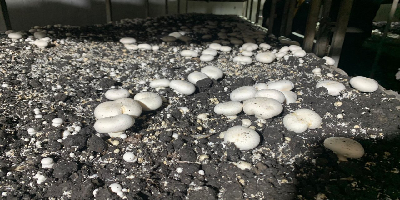 Batman'da kültür mantarı hasadı başladı