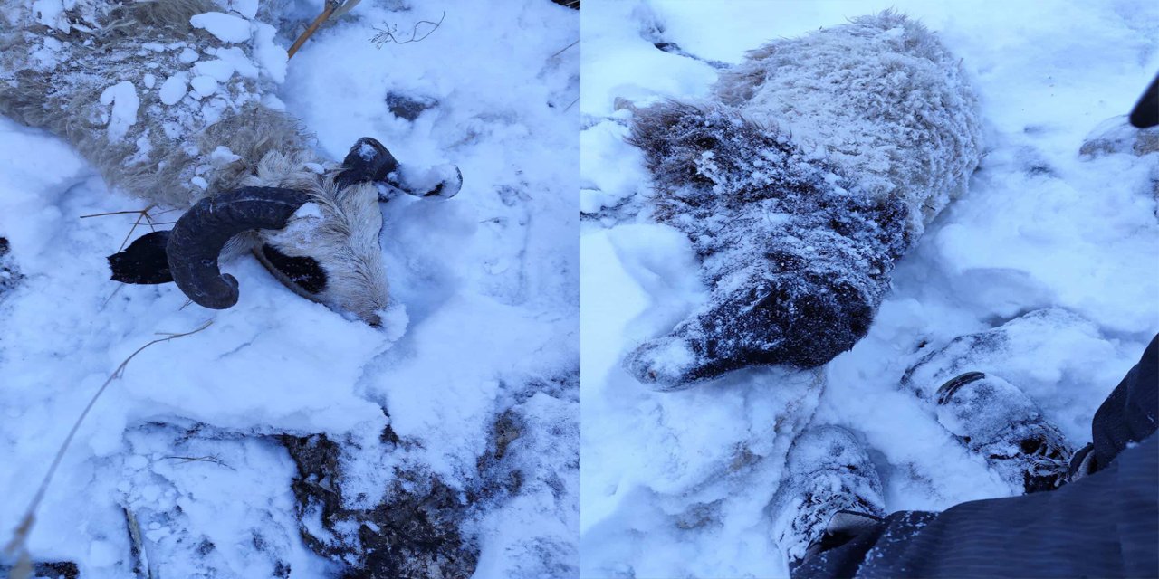 Kurtlar sürüye saldırdı: 70 koyun telef oldu