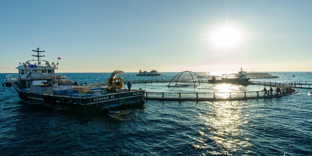 Denizde Kafes Balıkçılığı Projesi ilk hasadını verdi