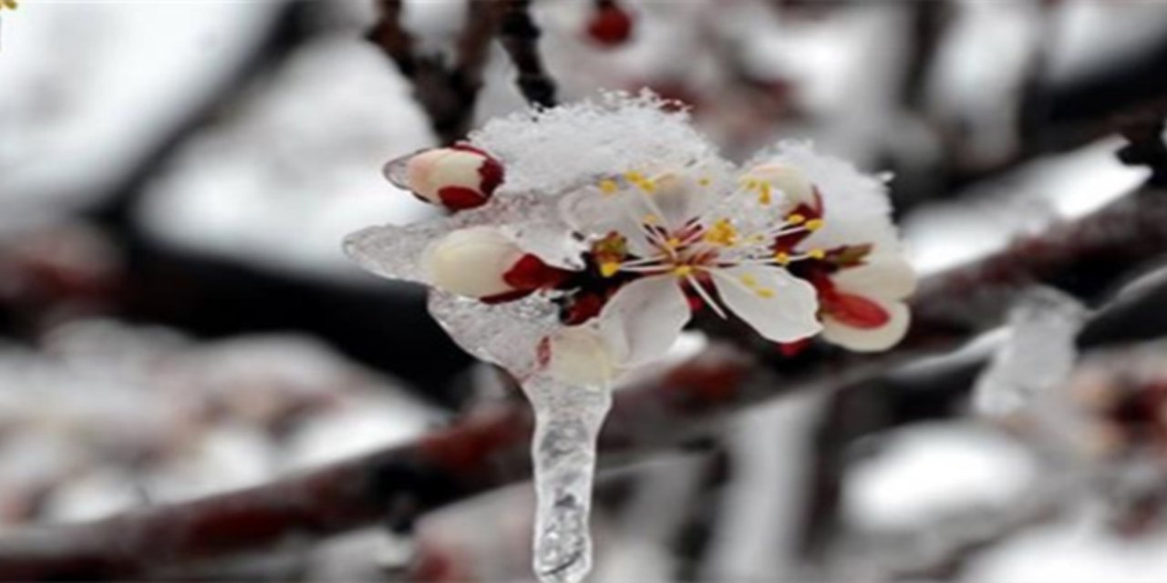 221 milyon 150 bin liralık zirai don desteği bugün hesaplara aktarılıyor