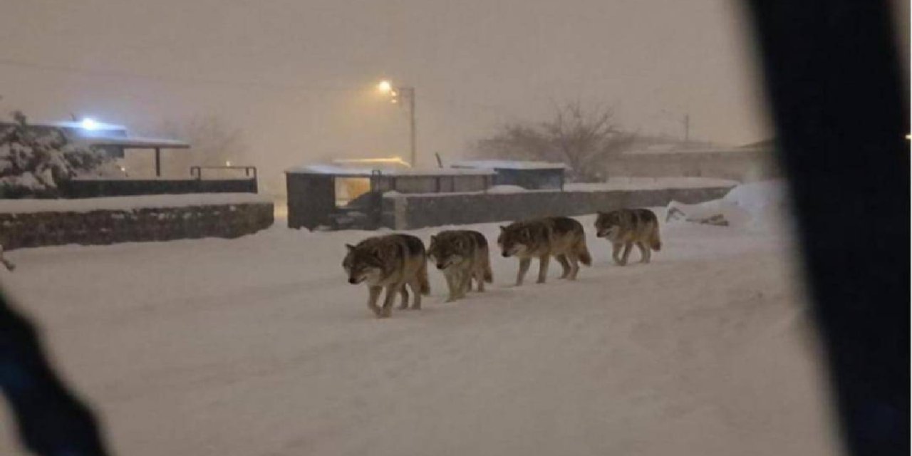 Diyarbakır’da 4 kurt yerleşim alanında görüldü