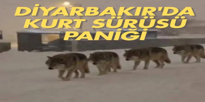 Diyarbakır’da 4 kurt yerleşim alanında görüldü