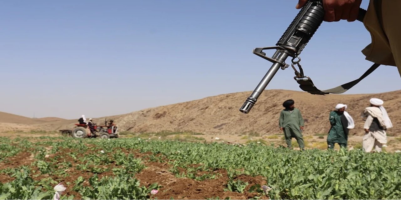 Afgan yönetimi, 2025'te 19 bin hektardan fazla uyuşturucu tarlasını imha etti