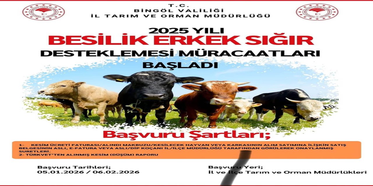 Bingöl’de besilik erkek sığır destekleme başvuruları başladı