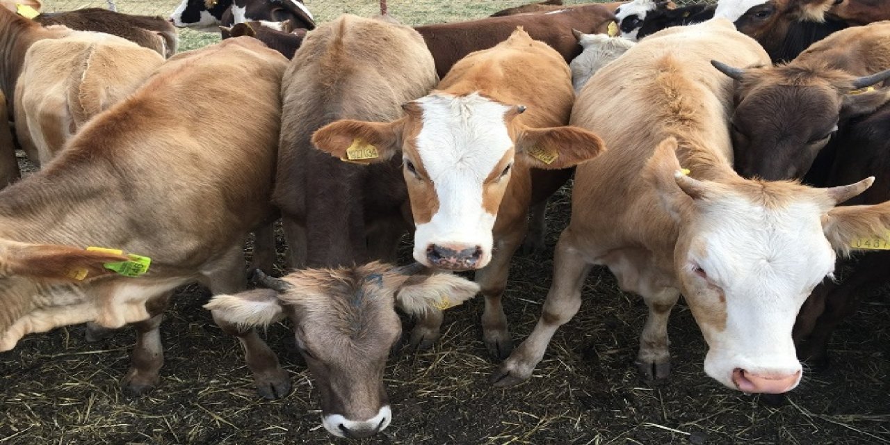 Tarım ve Orman Bakanlığı’ndan besilik hayvan ithalatı açıklaması