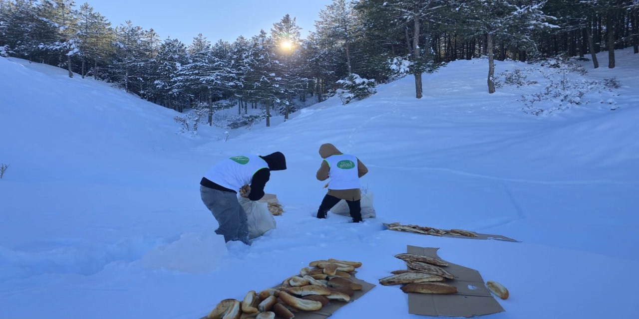 Soğuk havada sessiz canlara vefa