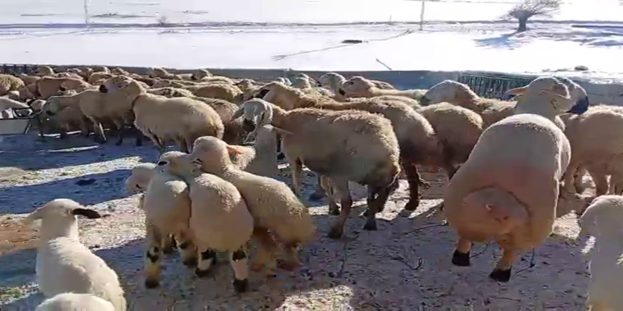 Malatyalı küçükbaş yetiştiricisi: Hayvancılık emek, sabır ve alın teri ister