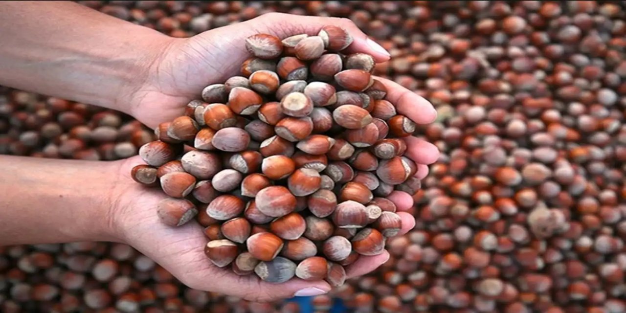 Soğuk havalarda fındık yemenin vücuda faydaları