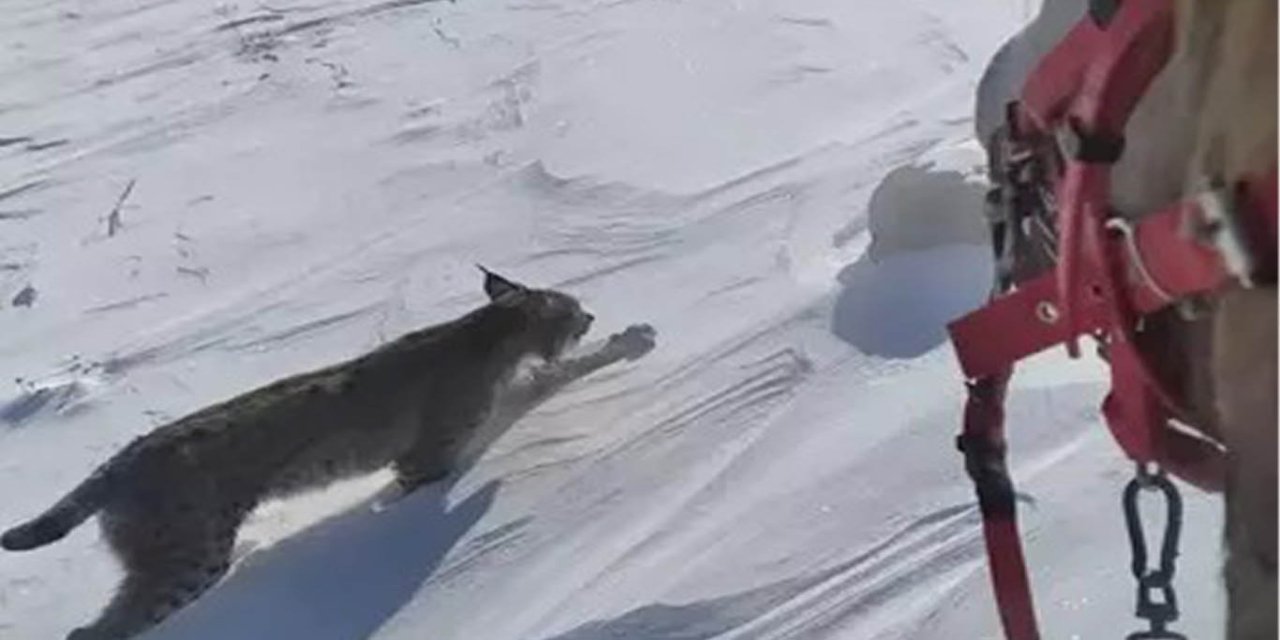 Atıyla gezerken vaşakla karşılaştı